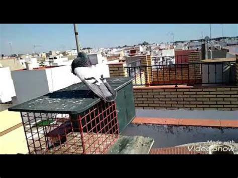 videos de palomos|¡ Os muestro algo ! .
